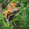 Kahau nosaty - Nasalis larvatus - Proboscis Long-nosed Monkey o7917